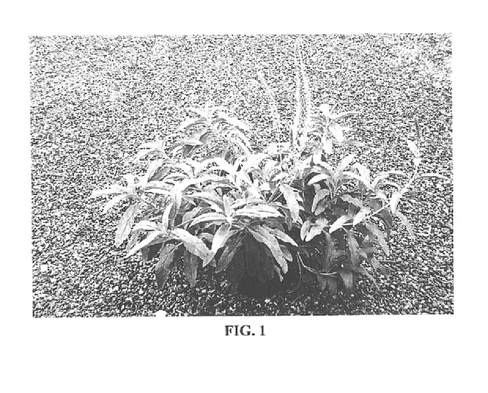 Figure 1 of US plant patent PP16182, the photograph of Tickled Pink printed in the patent.