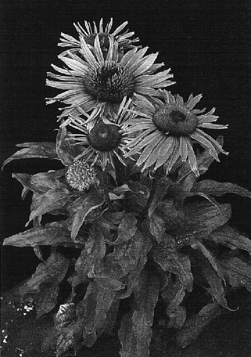 Figure 1 of US plant patent PP16183, the photograph of Little Giant printed in the patent.
