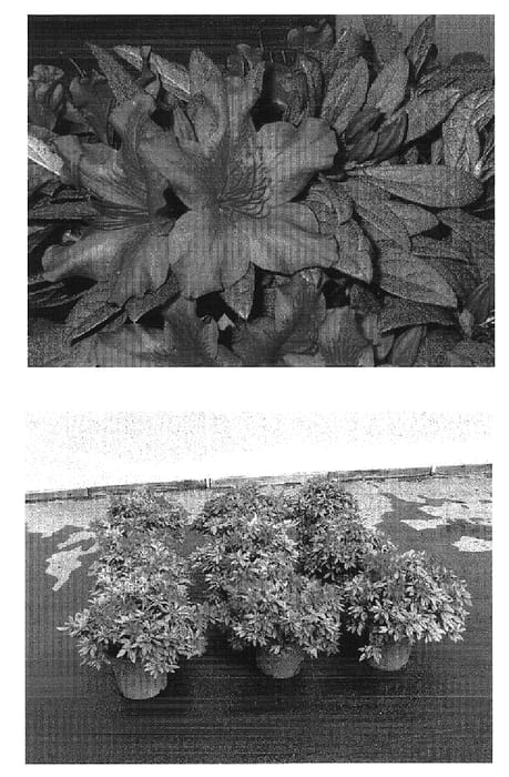 Figure 1 of US plant patent PP16184, the photograph of Roblef printed in the patent.