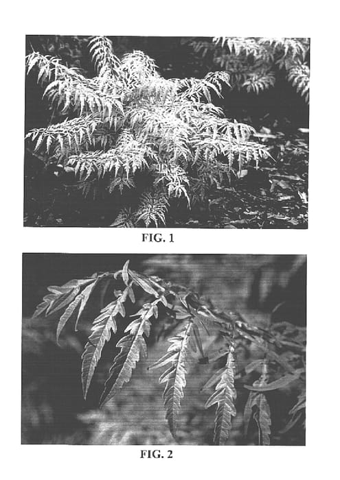 Figure 1 of US plant patent PP16185, the photograph of Bailtiger printed in the patent.