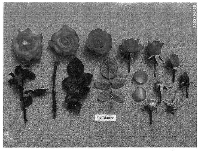 Figure 1 of US plant patent PP16186, the photograph of JACdouce printed in the patent.