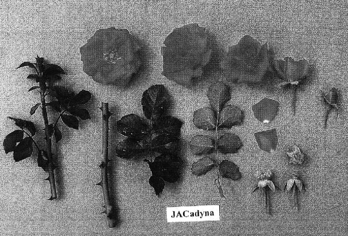 Figure 1 of US plant patent PP16187, the photograph of JACadyna printed in the patent.