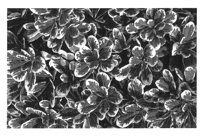 Figure 1 of US plant patent PP16188, the photograph of CNI Three printed in the patent.