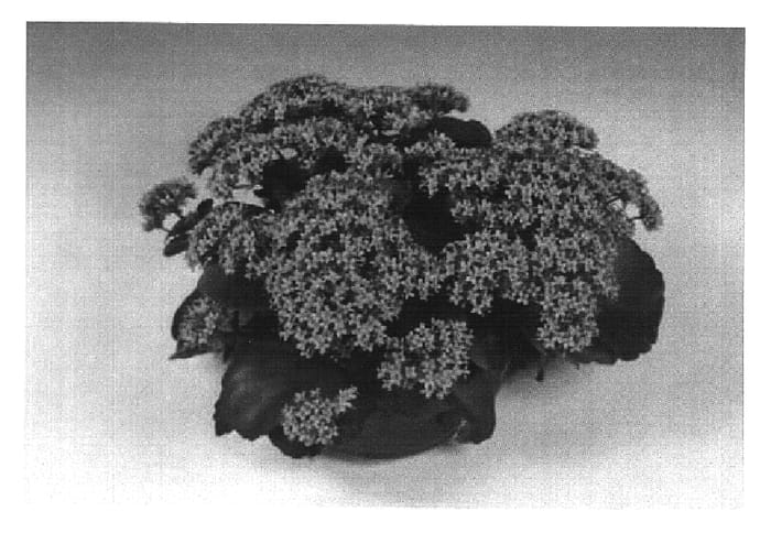 Figure 1 of US plant patent PP16189, the photograph of Fiveranda Pink printed in the patent.