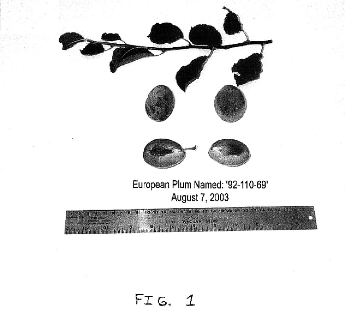 Figure 1 of US plant patent PP16190, the photograph of 92-110-69 printed in the patent.