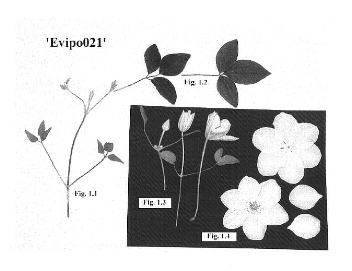Figure 1 of US plant patent PP16191, the photograph of EVIpo021 printed in the patent.
