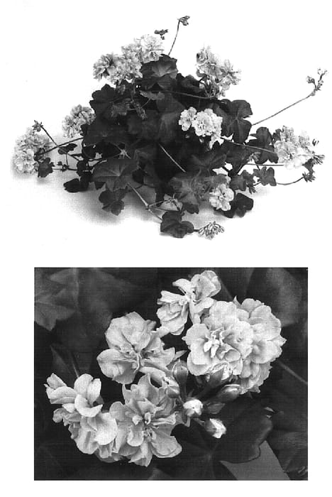 Figure 1 of US plant patent PP16192, the photograph of Free Laver Two printed in the patent.