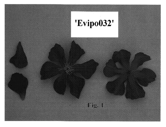 Figure 1 of US plant patent PP16193, the photograph of Evipo032 printed in the patent.