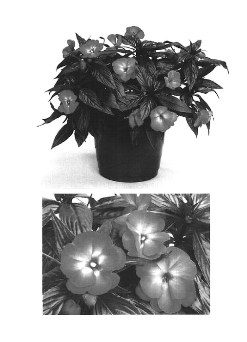 Figure 1 of US plant patent PP16194, the photograph of Visinfdsg printed in the patent.
