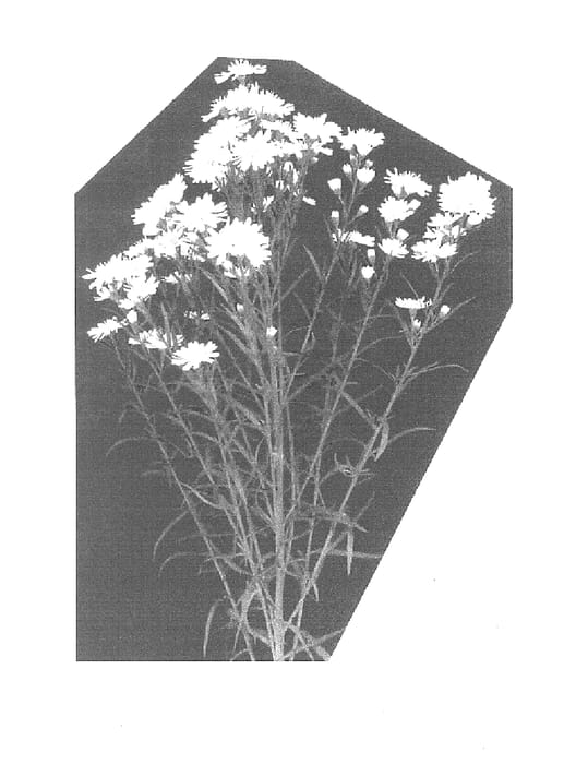 Figure 1 of US plant patent PP16195, the photograph of Esmore printed in the patent.