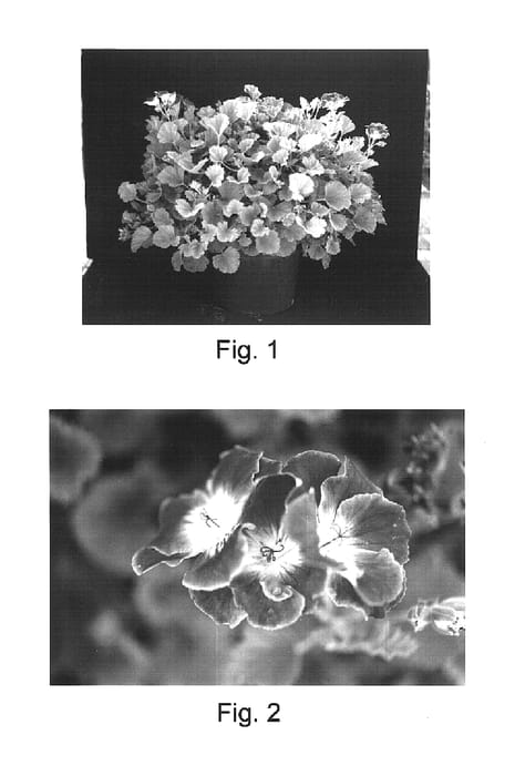 Figure 1 of US plant patent PP16196, the photograph of Surfing Lilac printed in the patent.