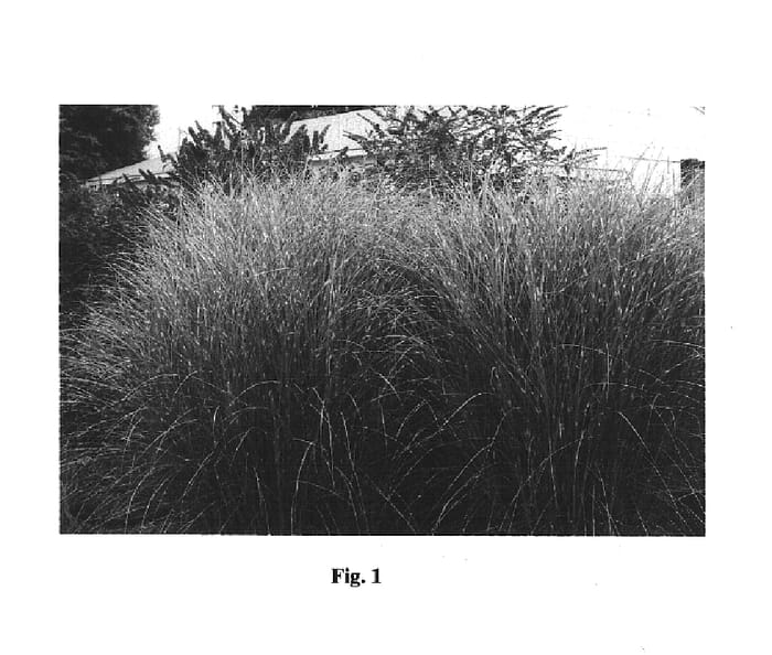 Figure 1 of US plant patent PP16197, the photograph of Mysterious Maiden printed in the patent.