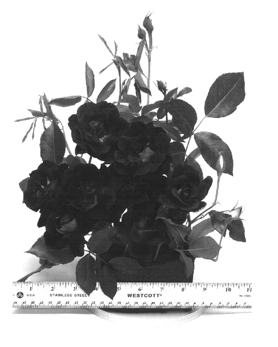 Figure 1 of US plant patent PP16198, the photograph of Prose printed in the patent.