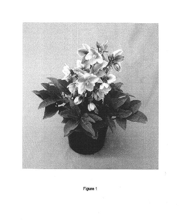 Figure 1 of US plant patent PP16199, the photograph of Walhelivor printed in the patent.