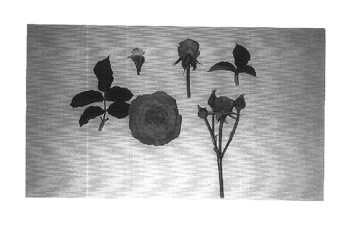 Figure 1 of US plant patent PP16200, the photograph of Tantalizing Red printed in the patent.