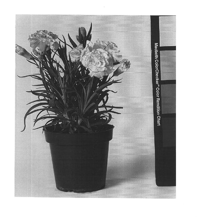 Figure 1 of US plant patent PP16201, the photograph of CFPC Angelica printed in the patent.