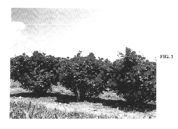 Figure 1 of US plant patent PP16202, the photograph of Radtko printed in the patent.