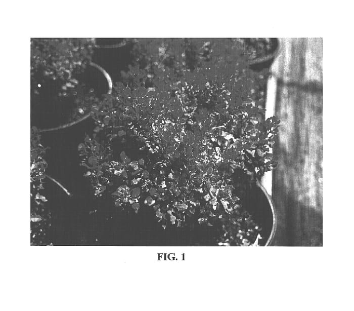 Figure 1 of US plant patent PP16203, the photograph of Goruzam printed in the patent.