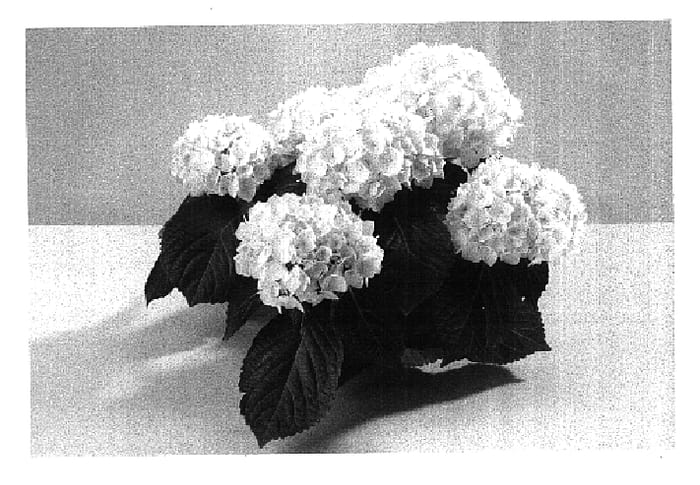 Figure 1 of US plant patent PP16204, the photograph of 801 printed in the patent.