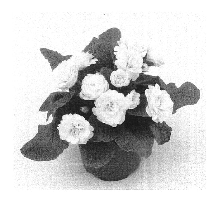 Figure 1 of US plant patent PP16205, the photograph of Kerbelcrem printed in the patent.