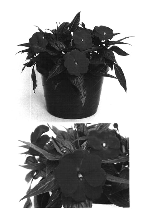 Figure 1 of US plant patent PP16206, the photograph of Visinfred printed in the patent.