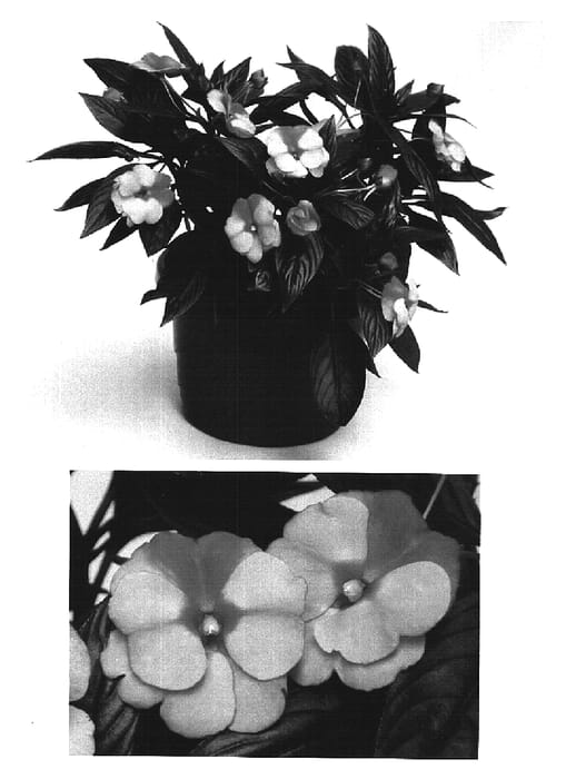 Figure 1 of US plant patent PP16207, the photograph of Visinforfr printed in the patent.