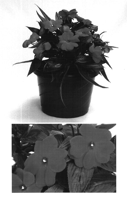 Figure 1 of US plant patent PP16208, the photograph of Visinfchr printed in the patent.