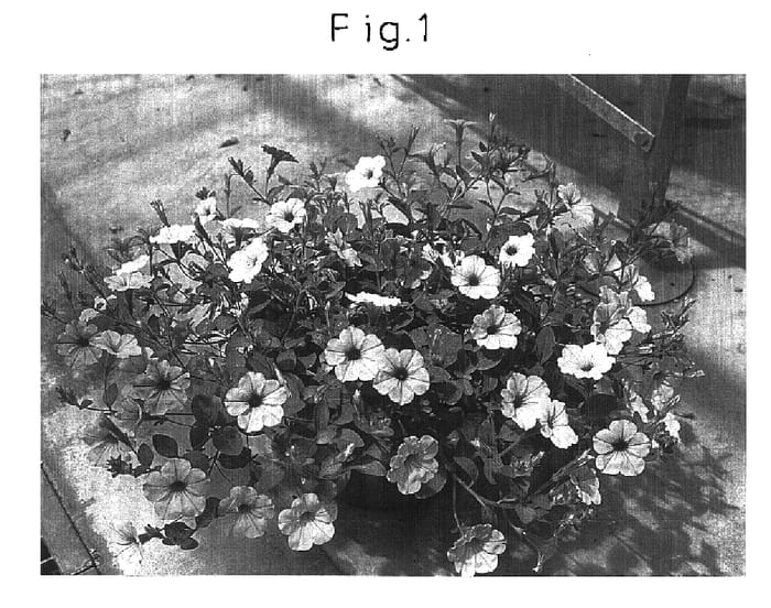Figure 1 of US plant patent PP16209, the photograph of Sunbabuve printed in the patent.