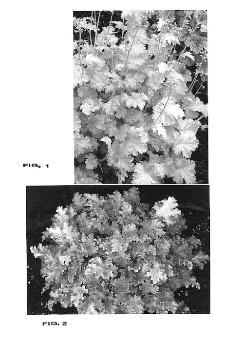 Figure 1 of US plant patent PP16210, the photograph of Lime Rickey printed in the patent.