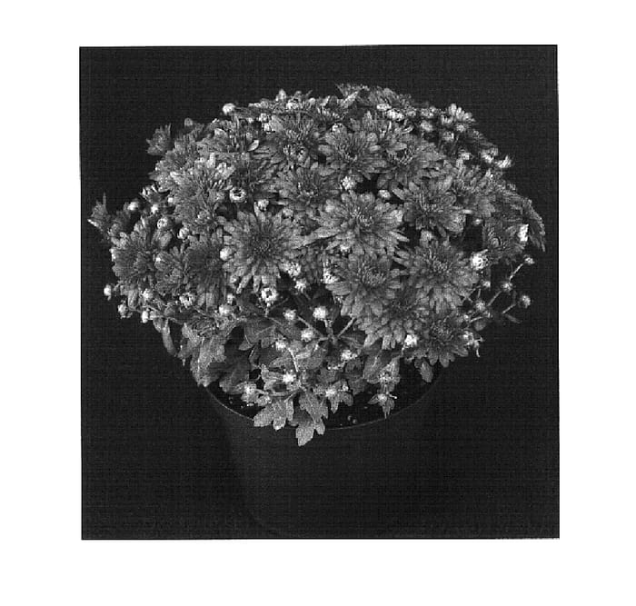 Figure 1 of US plant patent PP16211, the photograph of Yosharon printed in the patent.