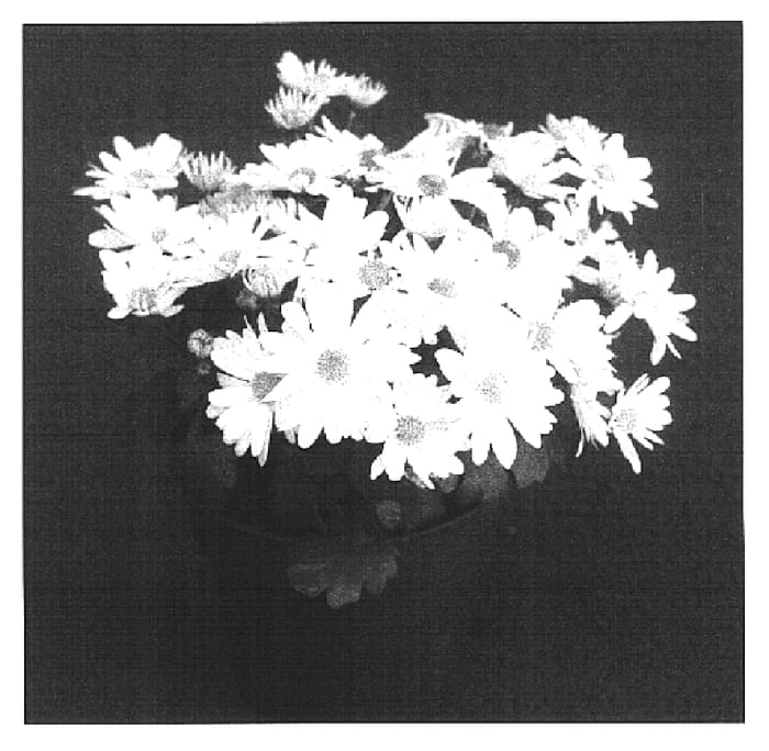 Figure 1 of US plant patent PP16212, the photograph of Sweet Yojeanette printed in the patent.