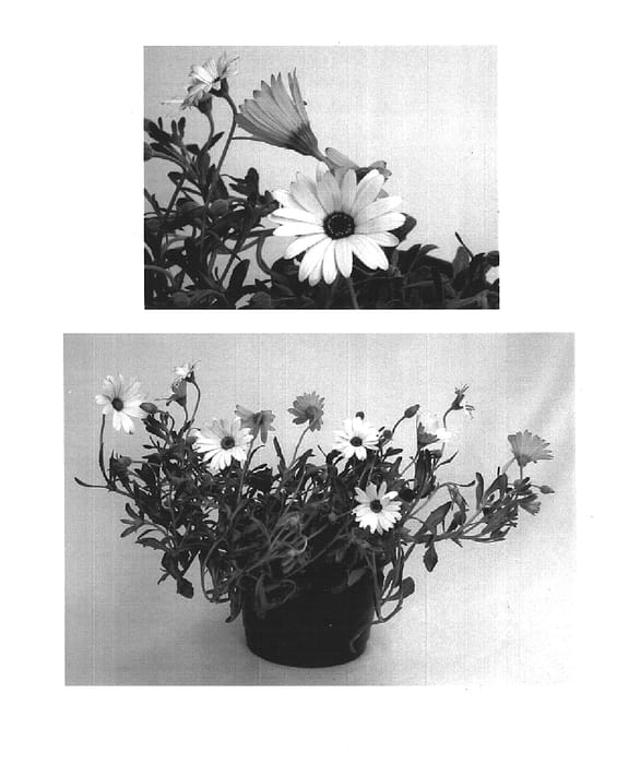 Figure 1 of US plant patent PP16213, the photograph of Seipepan printed in the patent.