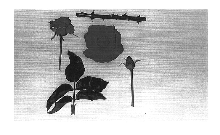 Figure 1 of US plant patent PP16214, the photograph of Why Not Cherise? printed in the patent.
