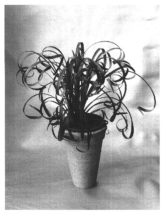 Figure 1 of US plant patent PP16215, the photograph of Cassidy printed in the patent.