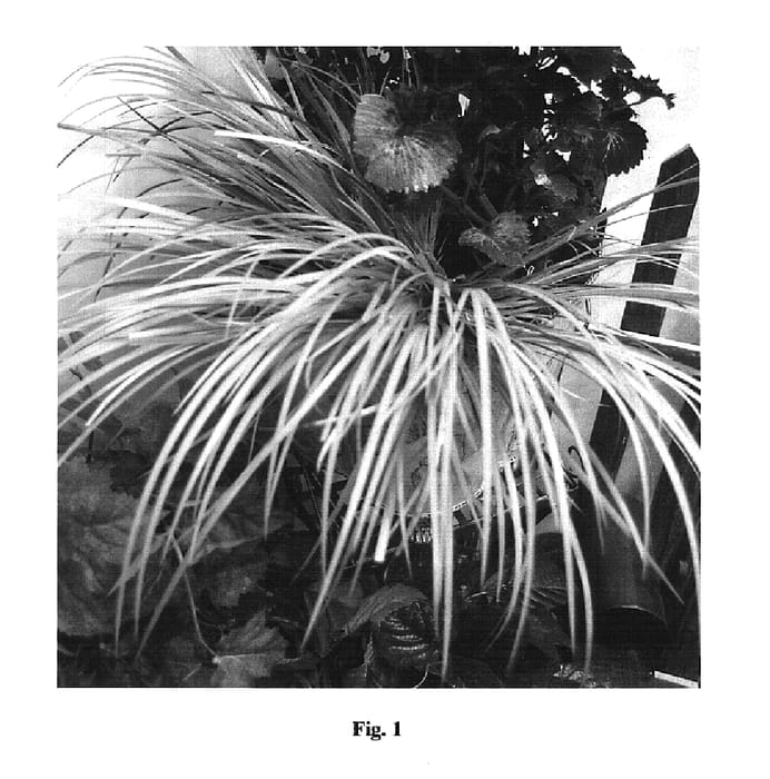Figure 1 of US plant patent PP16216, the photograph of Golden Pheasant printed in the patent.