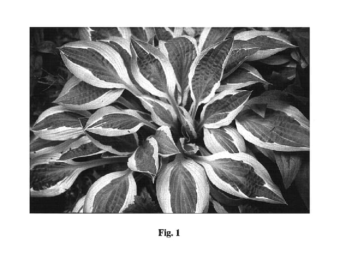 Figure 1 of US plant patent PP16217, the photograph of Hanky Panky printed in the patent.