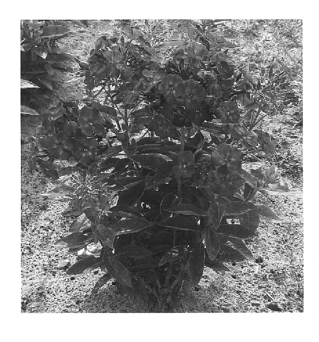 Figure 1 of US plant patent PP16218, the photograph of Barthirtyone printed in the patent.
