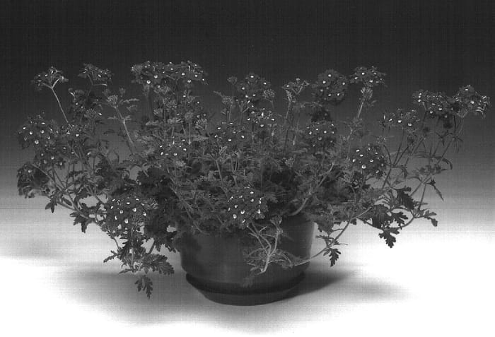 Figure 1 of US plant patent PP16219, the photograph of Lirosena printed in the patent.