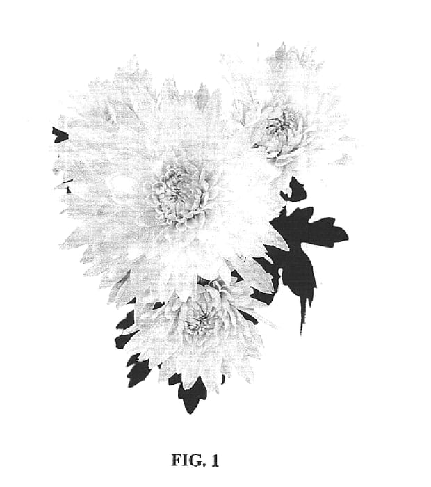Figure 1 of US plant patent PP16220, the photograph of Charumbla printed in the patent.