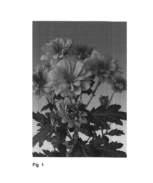 Figure 1 of US plant patent PP16221, the photograph of Redock Dark printed in the patent.