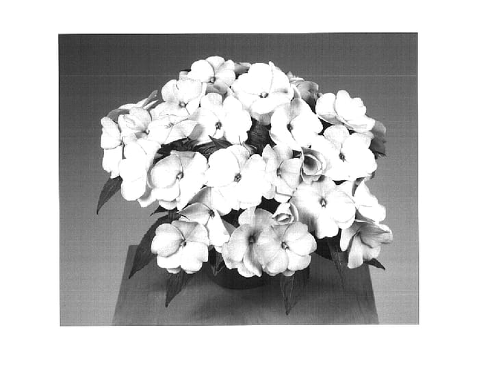 Figure 1 of US plant patent PP16222, the photograph of Fisupnic Mapink printed in the patent.