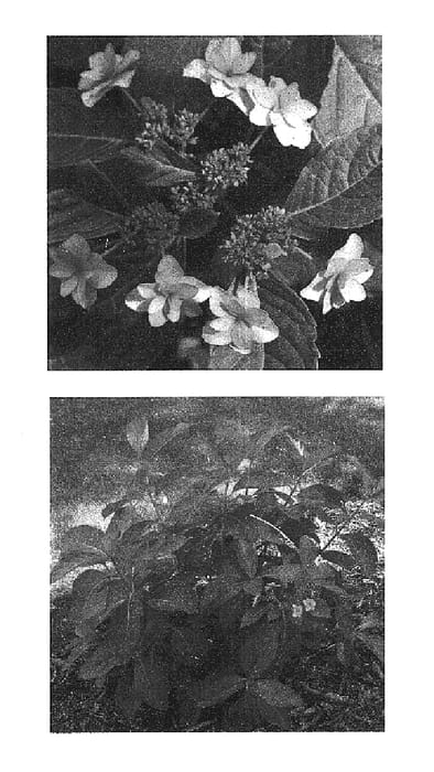Figure 1 of US plant patent PP16223, the photograph of Shamrock printed in the patent.