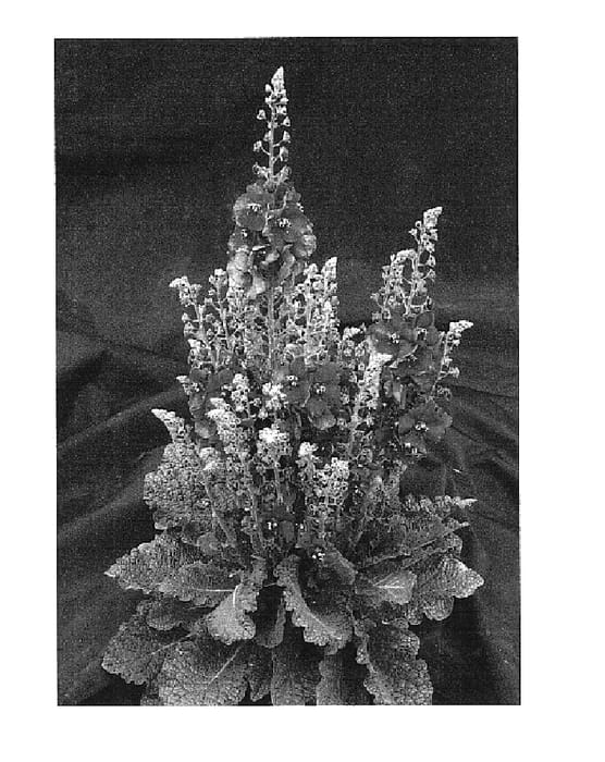 Figure 1 of US plant patent PP16224, the photograph of Sugar Plum printed in the patent.