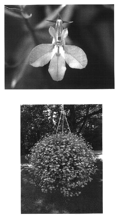 Figure 1 of US plant patent PP16225, the photograph of Weslowat printed in the patent.