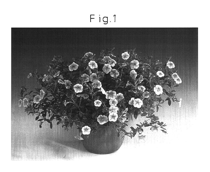 Figure 1 of US plant patent PP16226, the photograph of Sunbelpisupu printed in the patent.