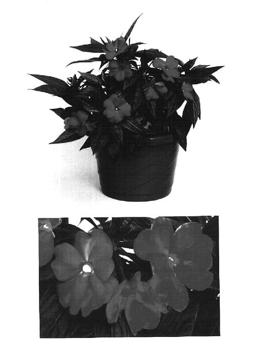 Figure 1 of US plant patent PP16227, the photograph of Visinflipu printed in the patent.