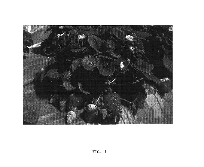 Figure 1 of US plant patent PP16228, the photograph of Albion printed in the patent.