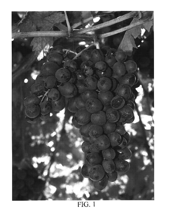 Figure 1 of US plant patent PP16229, the photograph of Scarlet Royal printed in the patent.