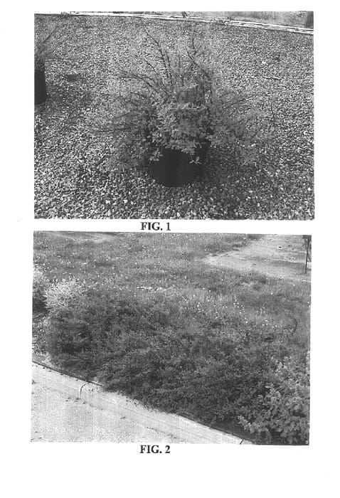 Figure 1 of US plant patent PP16230, the photograph of Belka printed in the patent.