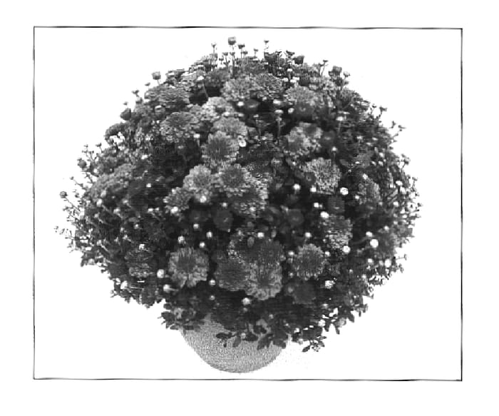 Figure 1 of US plant patent PP16231, the photograph of Allegro Jazz printed in the patent.